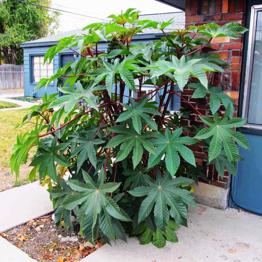 Клещевина Занзибар Грин