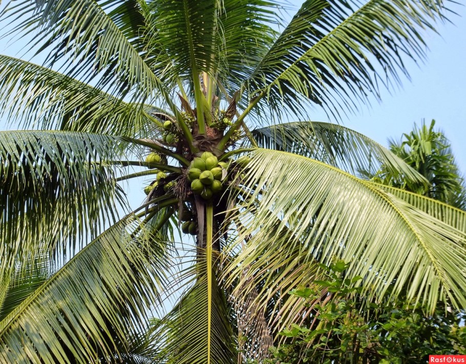 Лианоподобная Пальма