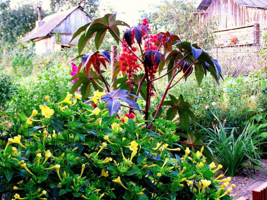 Клещевина на клумбе