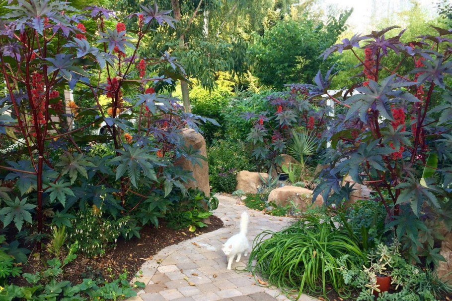 Клещевина обыкновенная в клумбе