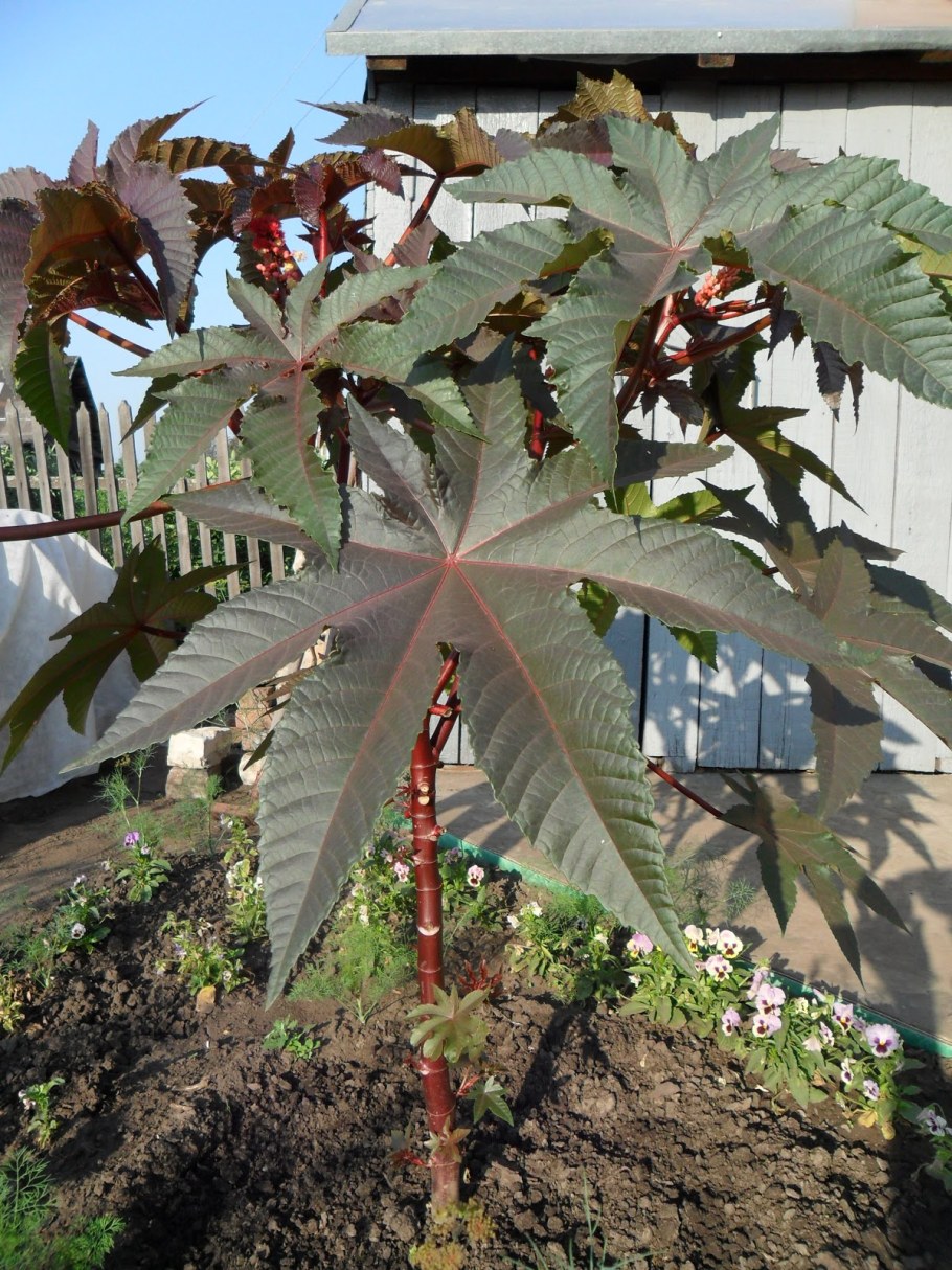 Клещевина Северная Пальма