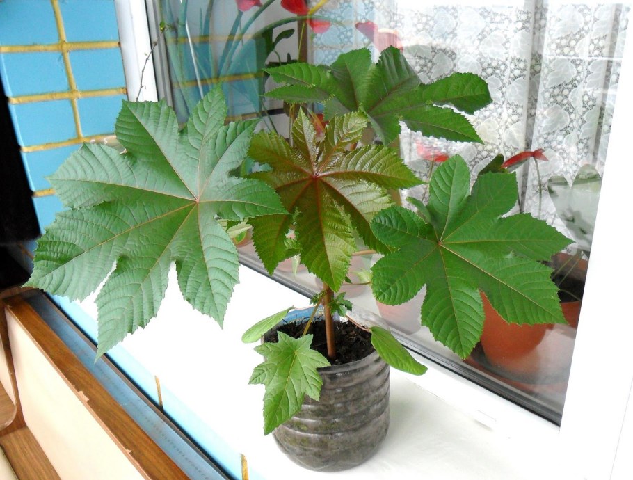 Клещевина обыкновенная рассада