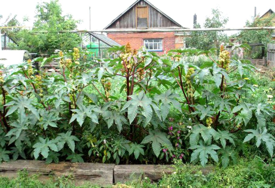 Клещевина остров зеленый