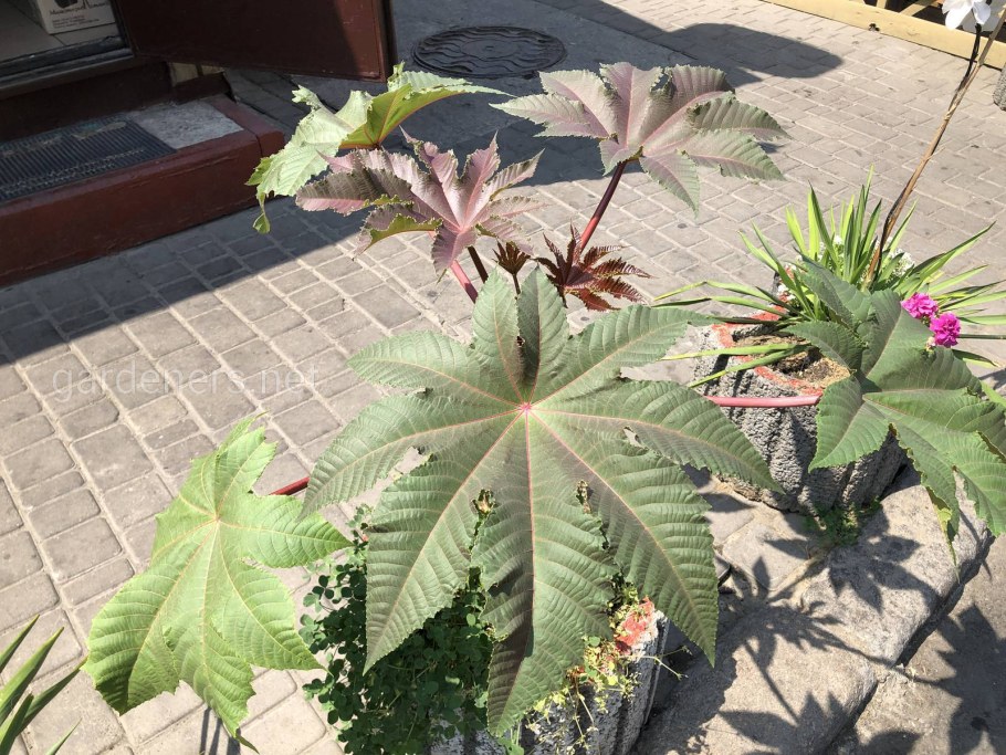 Клещевина Северная Пальма