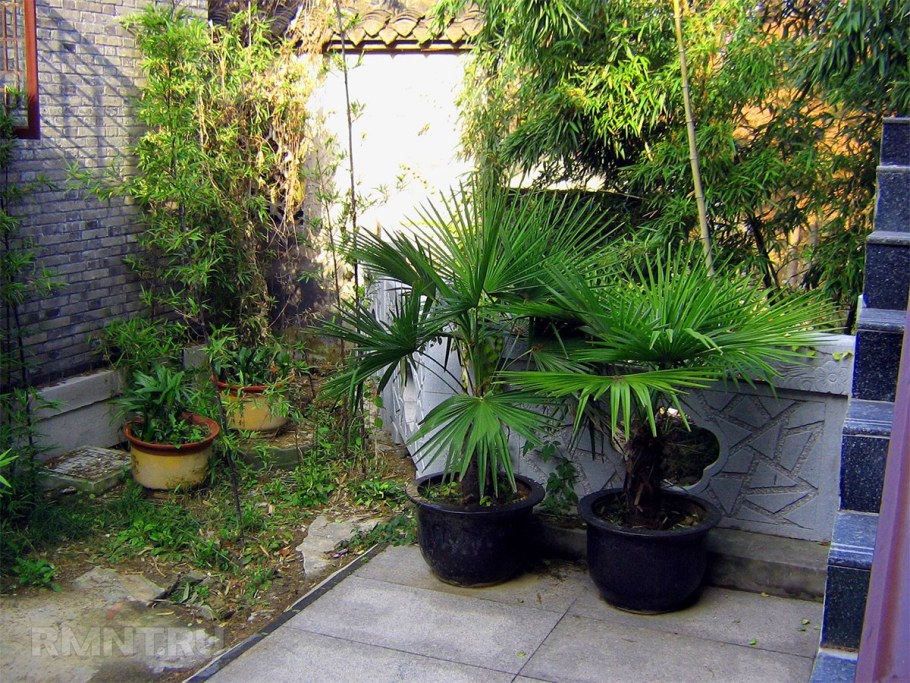 Пальма во дворе