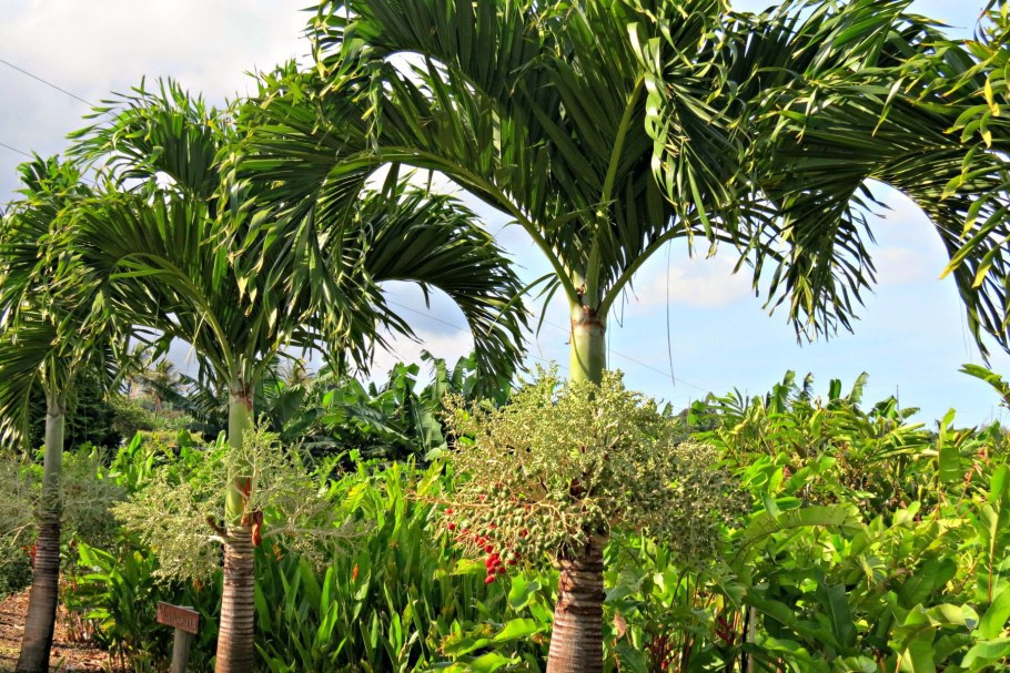 Бетелевая Пальма Королевская