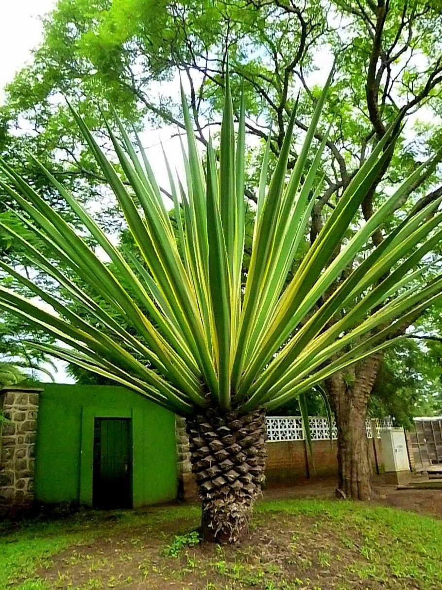 Пальма Трахикарпус цветение