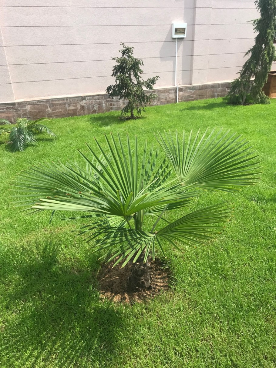 Декоративные пальмы для сада