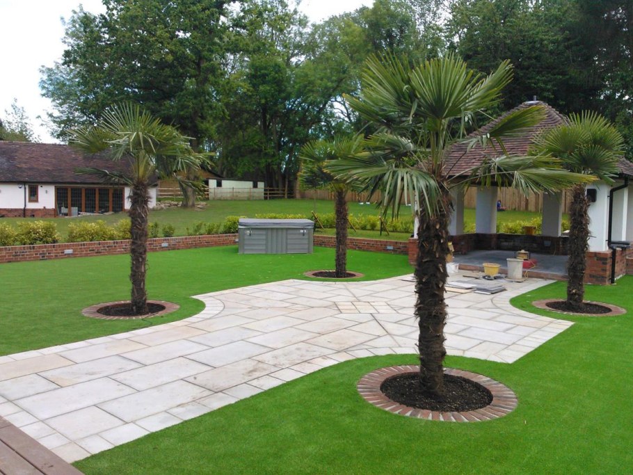 Пальма на участке