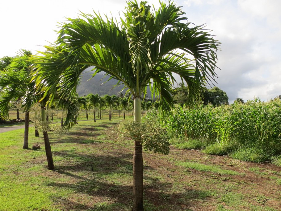 Манильская Пальма