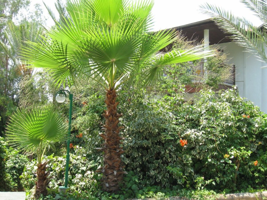 Пальма Сухумская веерная