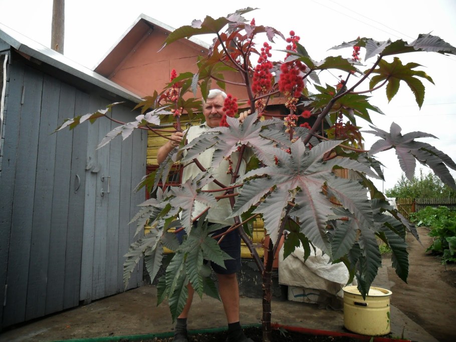 Клещевина Импала бронзовая