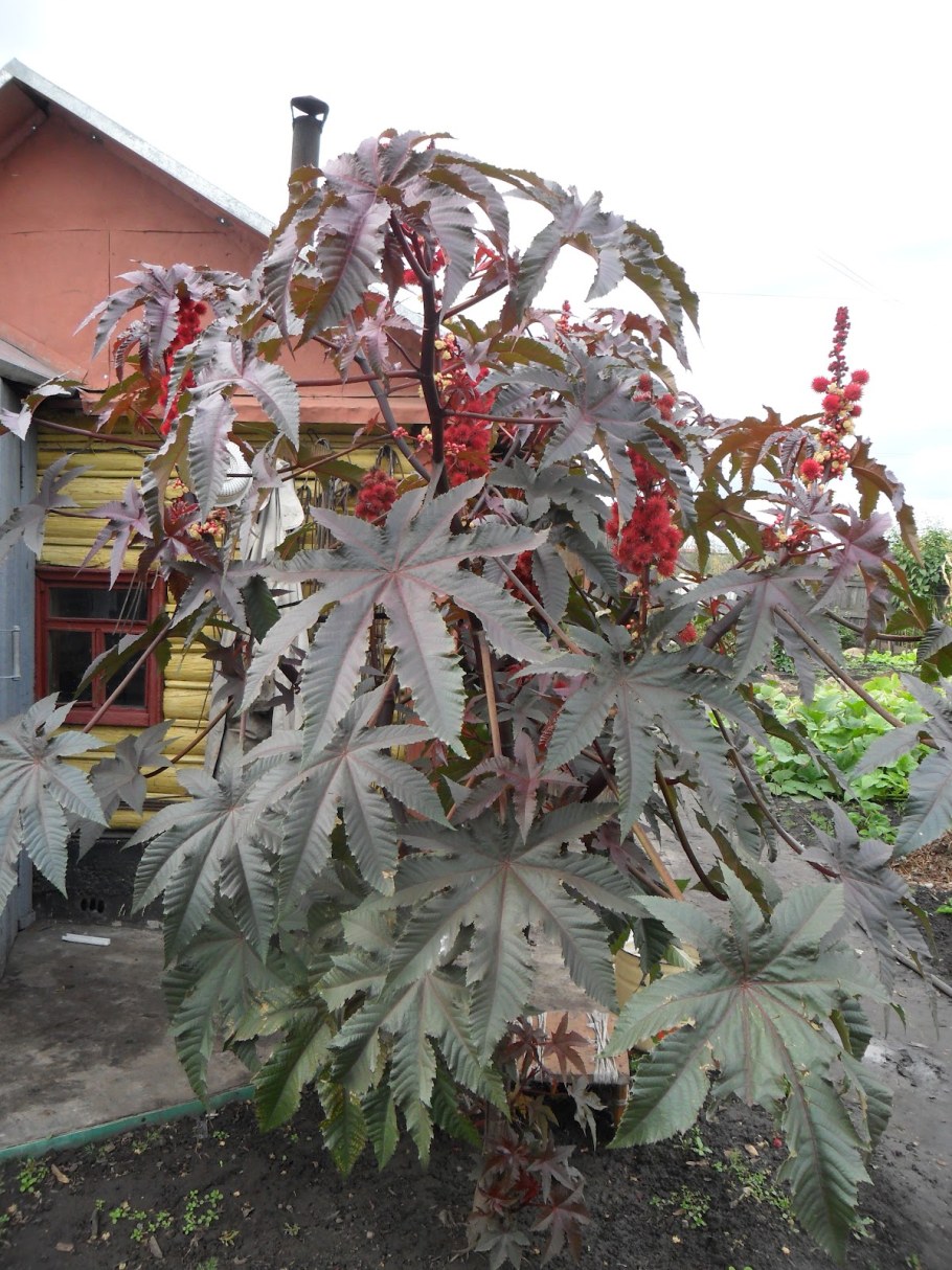 Клещевина Импала бронзовая