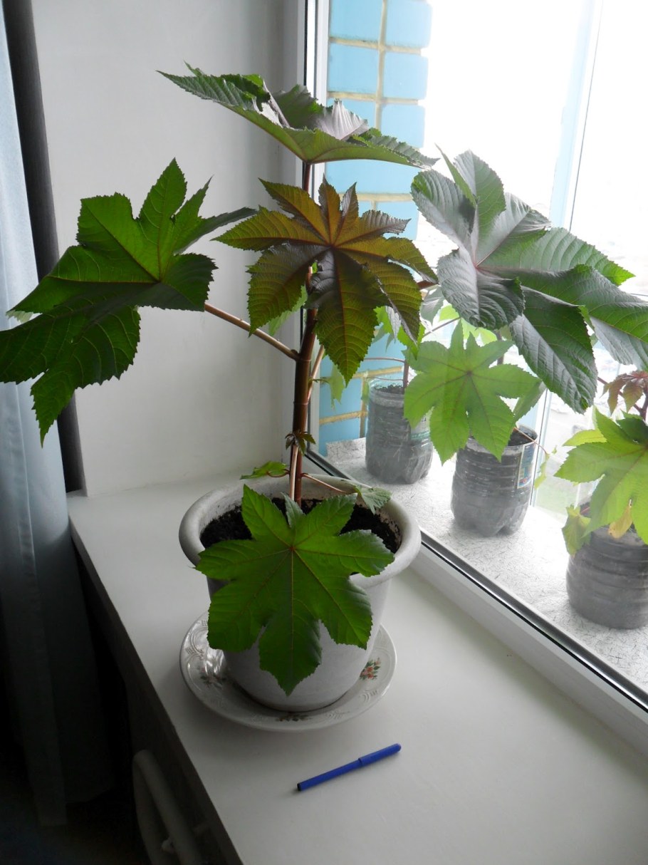 Сибирская Пальма клещевина