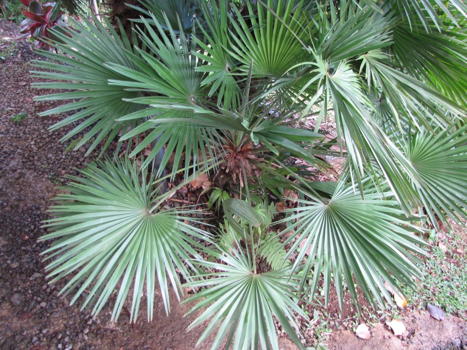 Хамеропс растение