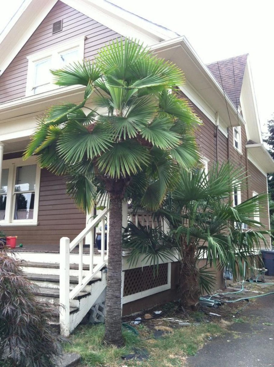 «Пальма хотел» в Чакви