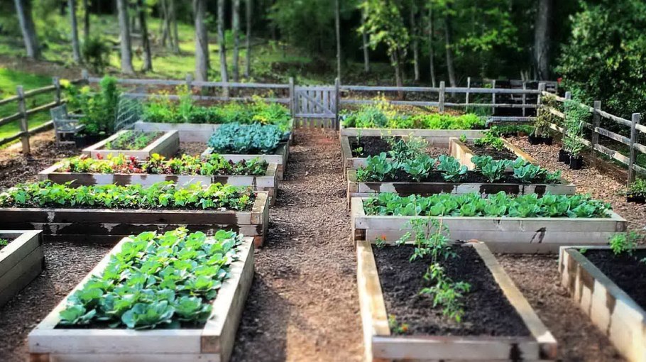 Грядки-клумбы мавританский дворик