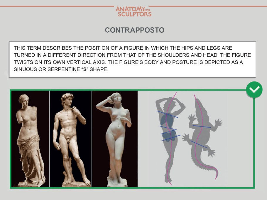 Контрапост анатомия