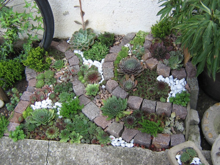 Молодило хиппи чикс