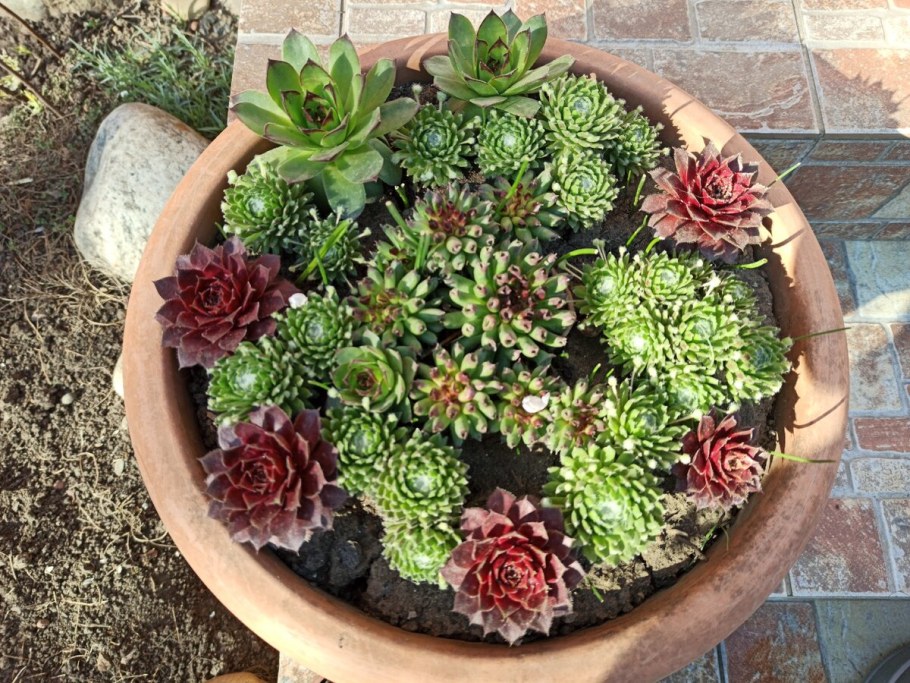 Рутарий туя