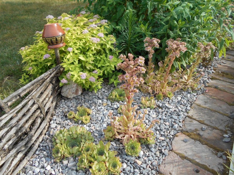 Молодило на альпийской Горке