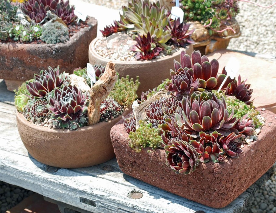 Суккулент молодило