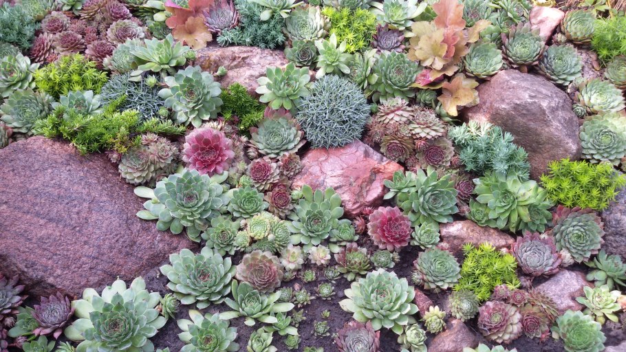 Молодило в саду идеи