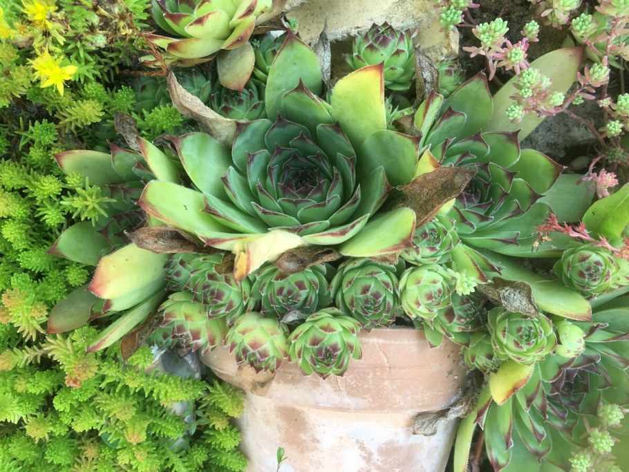 Седум Очиток каменная роза