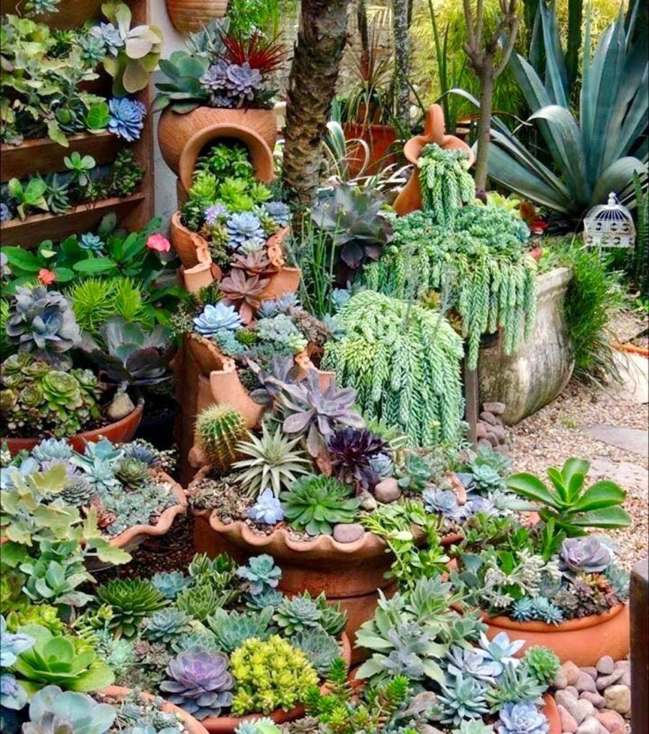 Камнеломки очитки молодило