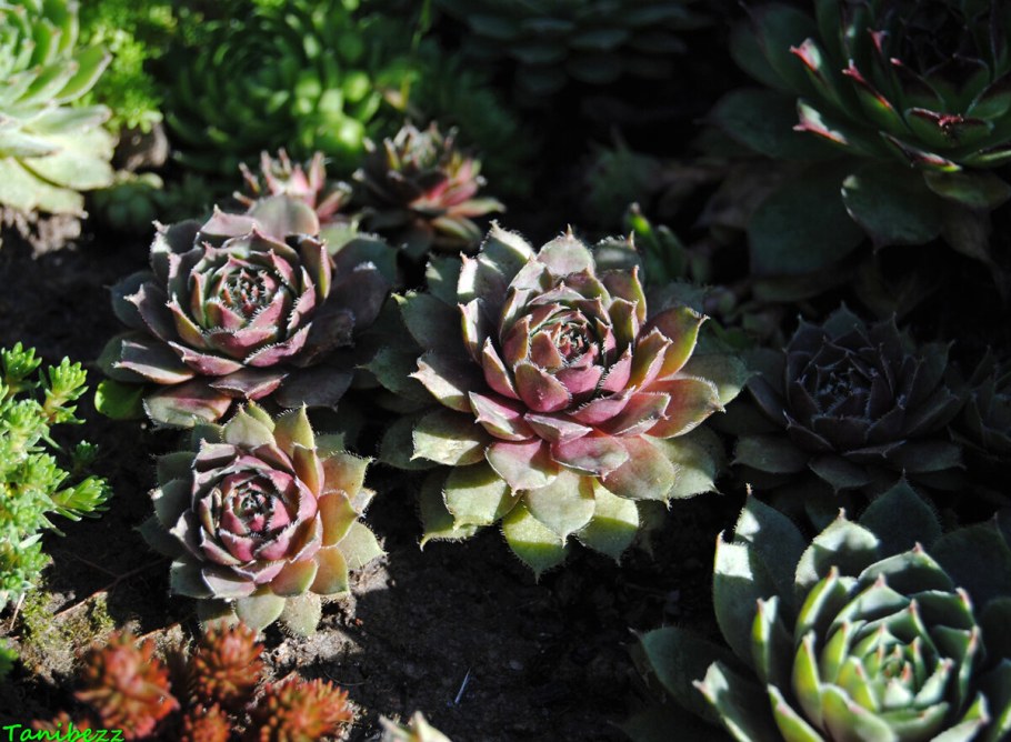 Каменный цветок Кактус Суккуленты