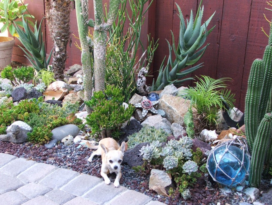 Альпийская горка с суккулентами