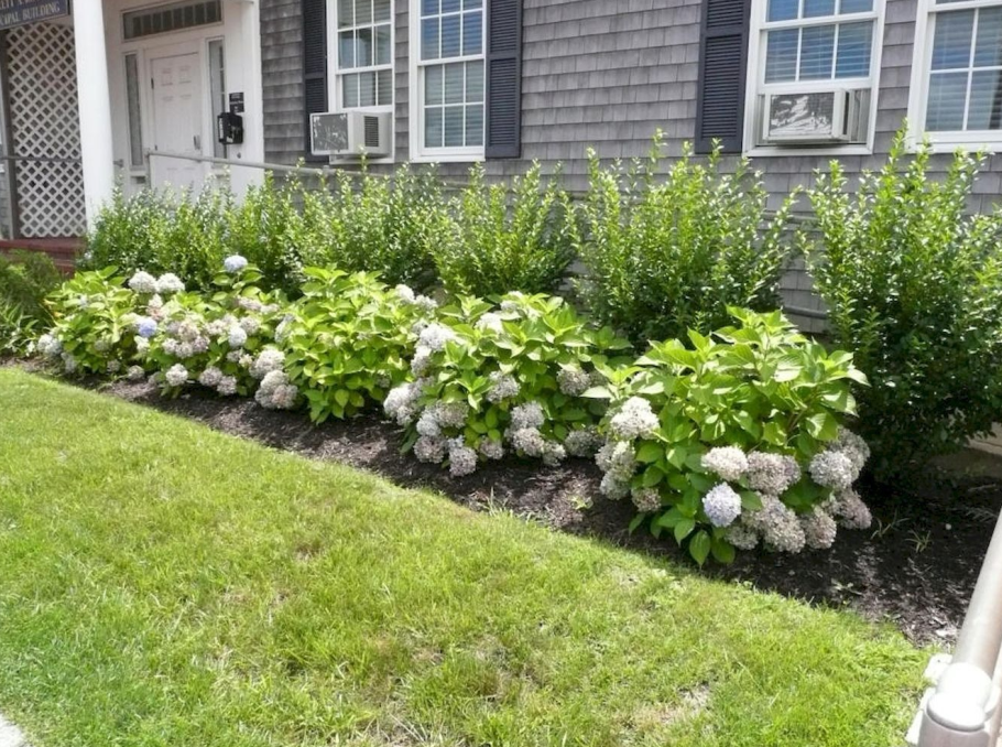 Гортензия бобо Живая изгородь