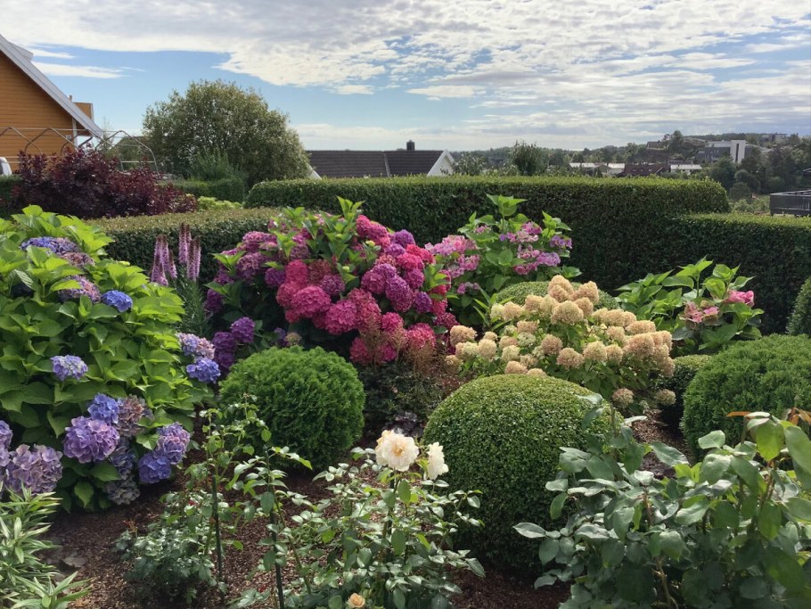 Гортензия крупнолистная в миксбордере