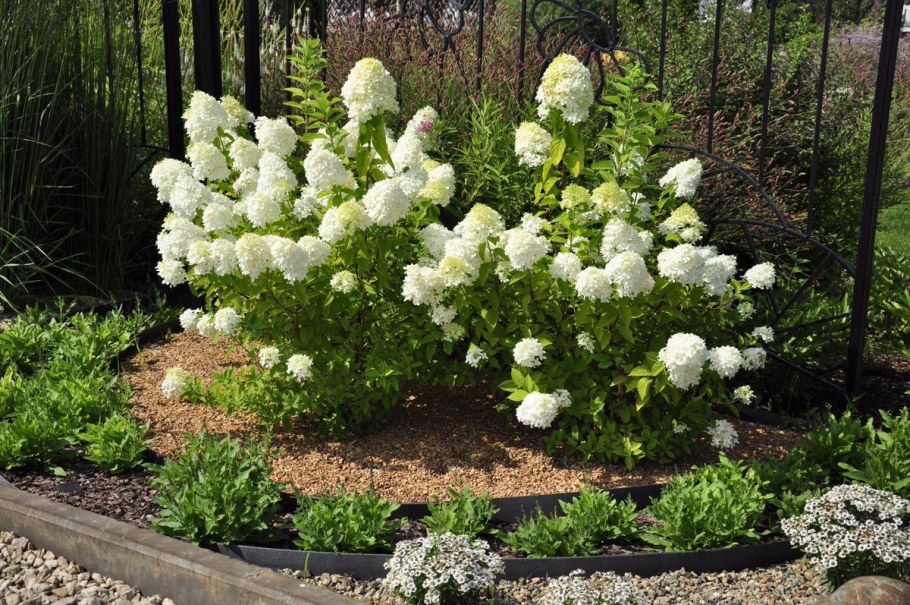 Петуния Лаймлайт