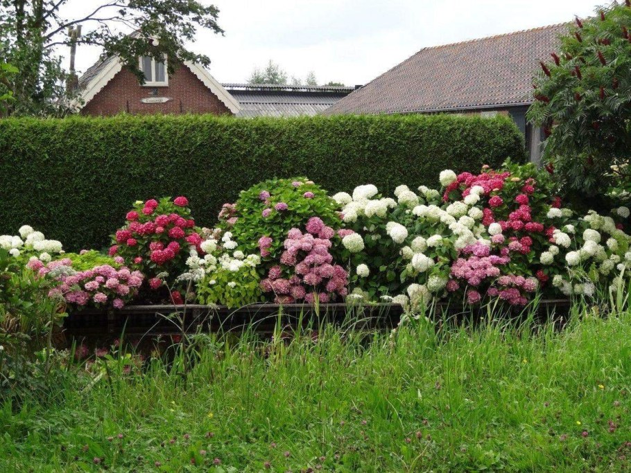 Миксбордер роза Хоста пион