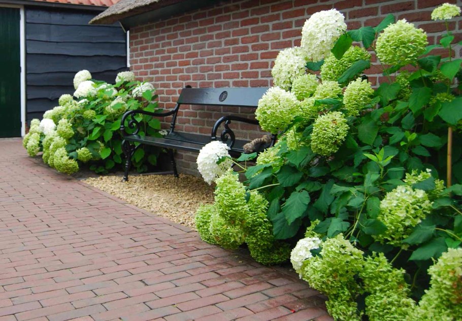 Клематис и гортензия в ландшафте