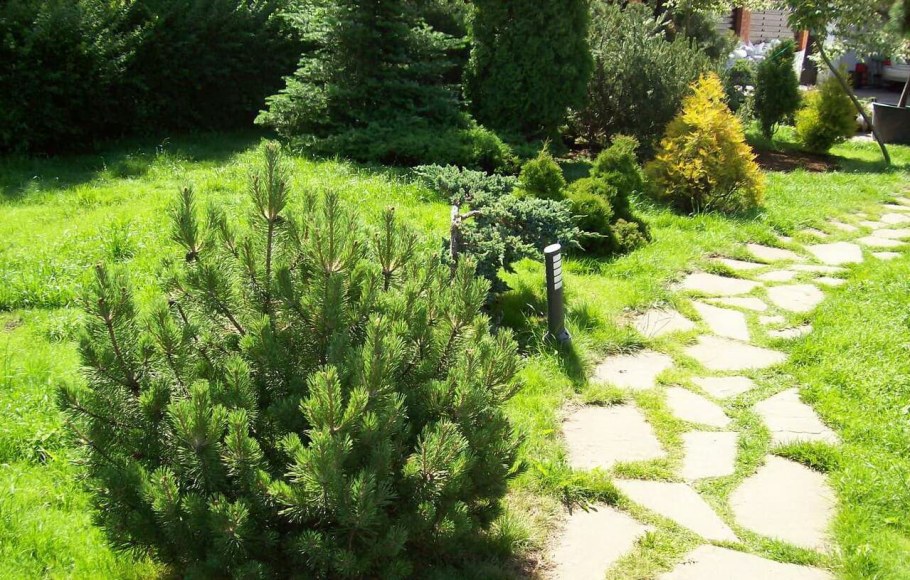 Сосна Горная Мугус ниваки