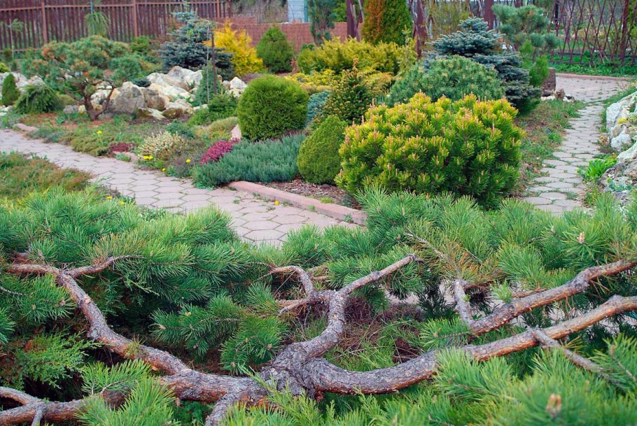 Сосна Горная ниваки