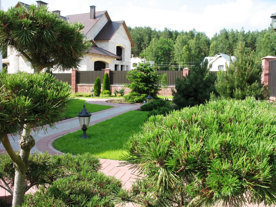 Сосна Мугус ниваки