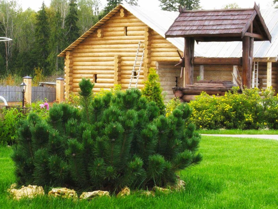 Сосна Горная Мугус в ландшафтном дизайне