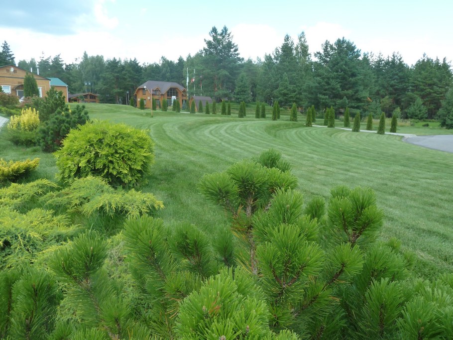 Сосна Горная Пумилио ниваки