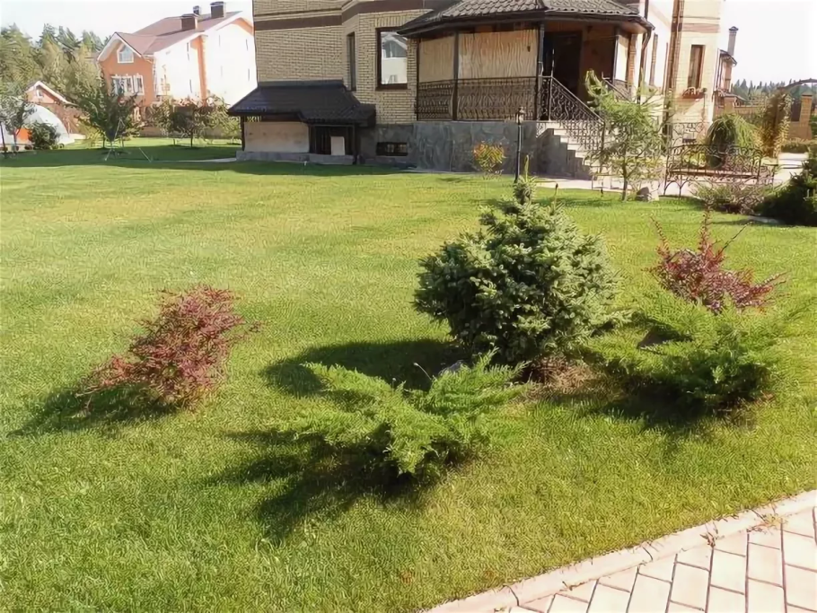 Туя Смарагд,сосна Горная