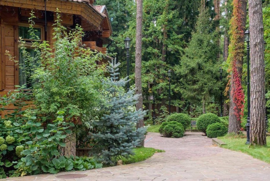 Сосна Кедровая изгородь