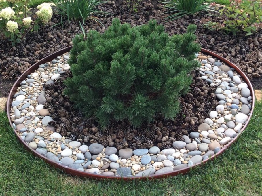 Хвойный сад Евгения Тарасова