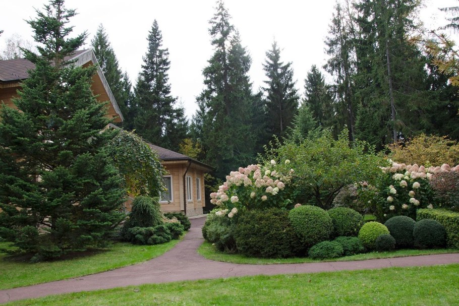 Сосна Горная Мугус на альпийской Горке