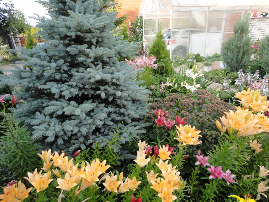 Ель голубая Глаука кебаб