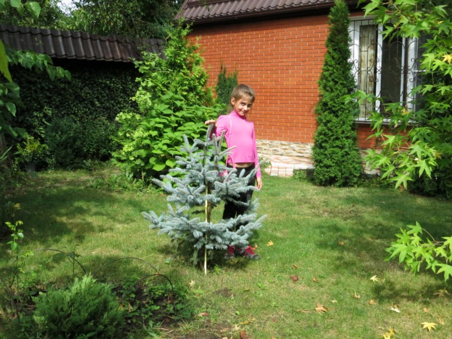 Елка на даче