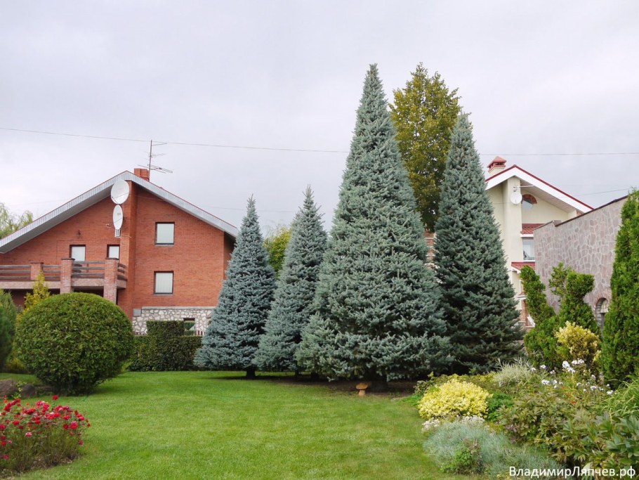 Ляпчев Владимир топиарное искусство