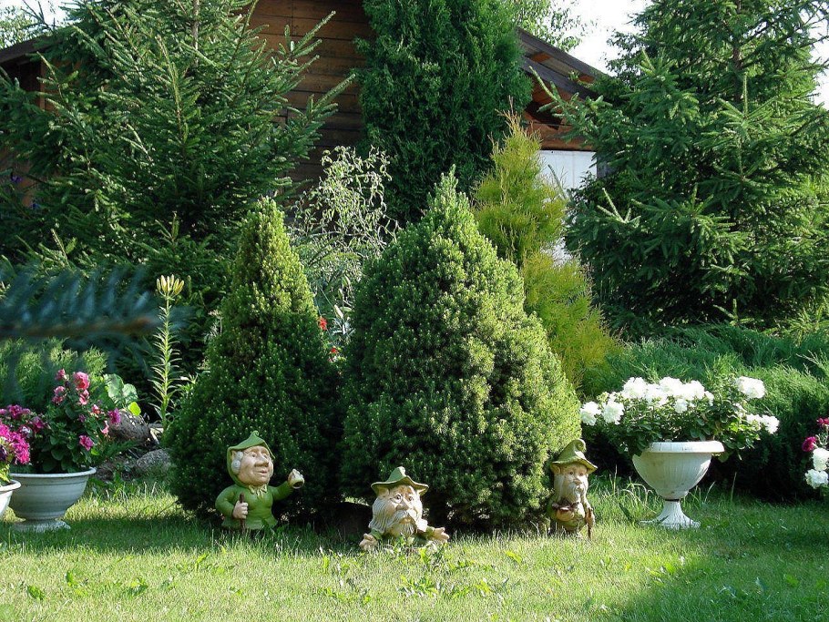 Ель Коника рокарий