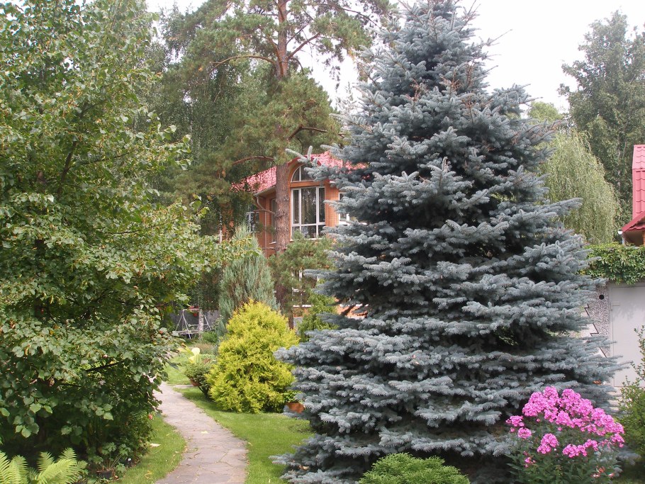 Пихта Хупси